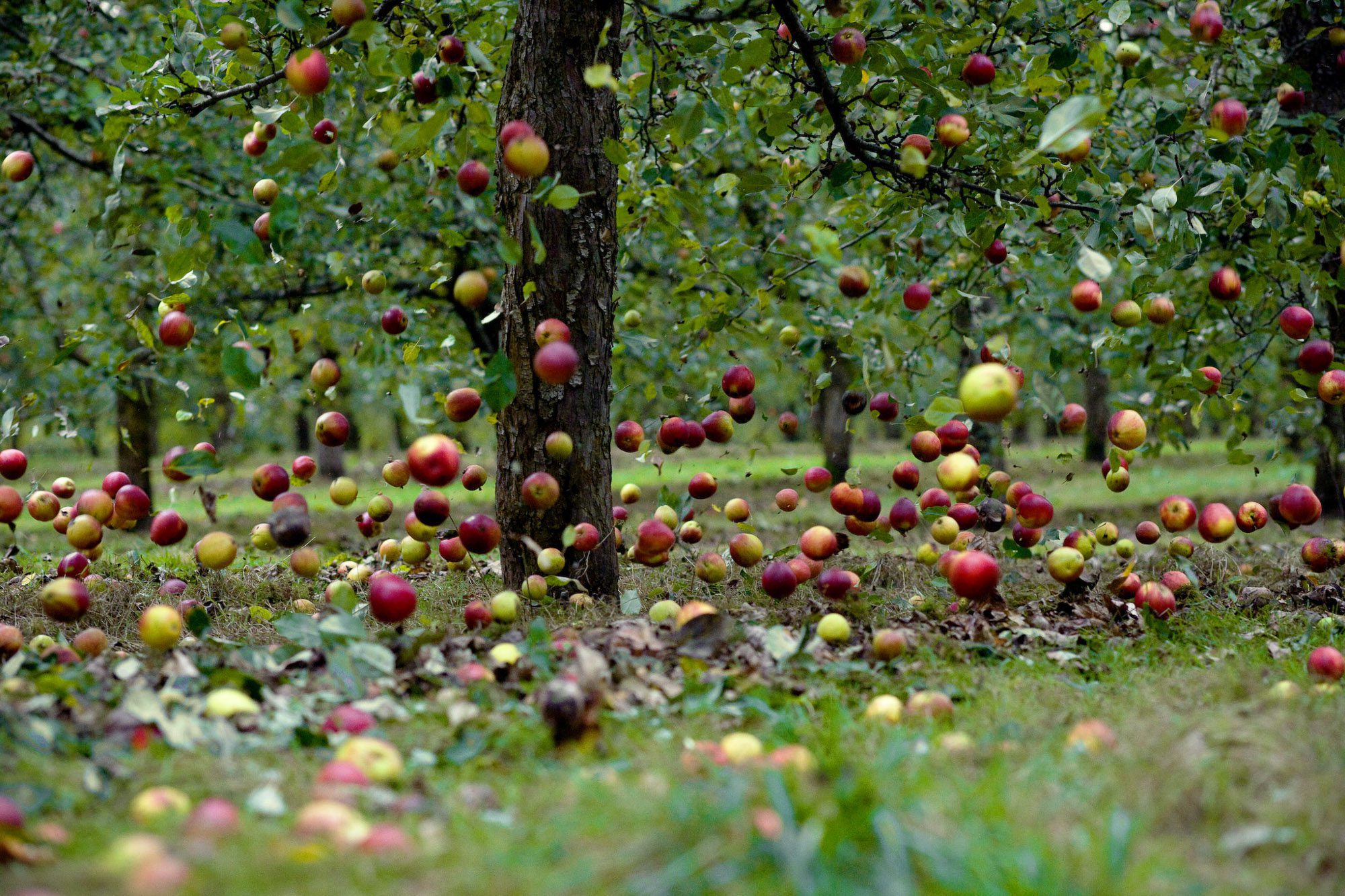 Falling cide apples